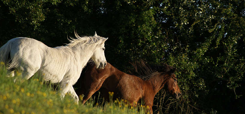 Vieux chevaux à l'extérieur © P. Ritter