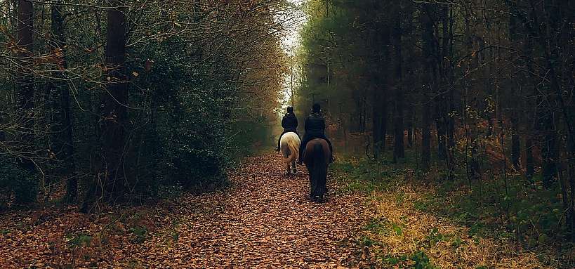 Chevaux et cavalier promenade en forêt