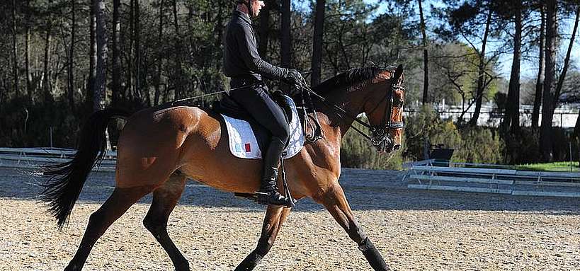 Formation à l'entraînement du cheval d'Endurance - AACIV