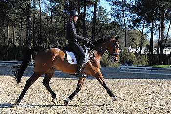 Extended trot, exercise to stretch or to strengthen : it can be carried out on long diagonal tracks or over a few strides following a movement like shoulder-in, which puts the work load on a hind leg, or following an exercise where the horse is very collected. © A. Laurioux