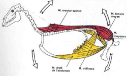 Les chaînes musculaires ventrale et dorsale du tronc. Schéma de Jean-Marie Denoix
