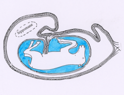 Le poulain baigne dans le liquide amniotique