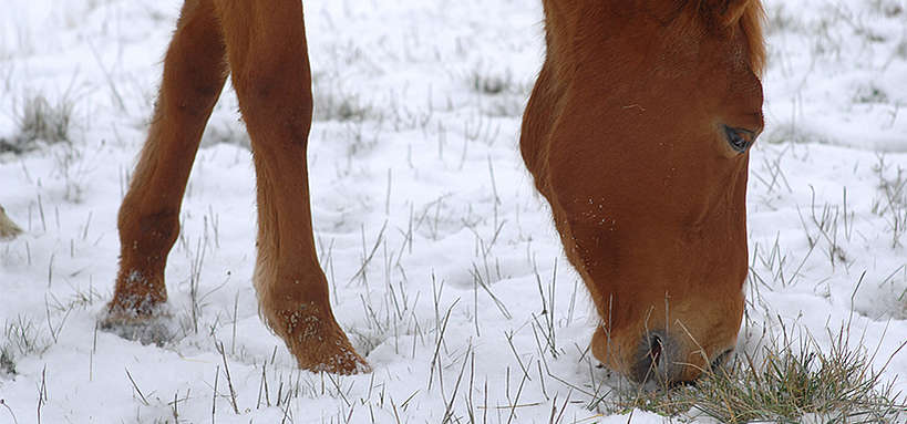 Gros plan sur la tête d'un cheval canadien alezan dans la neige Photos