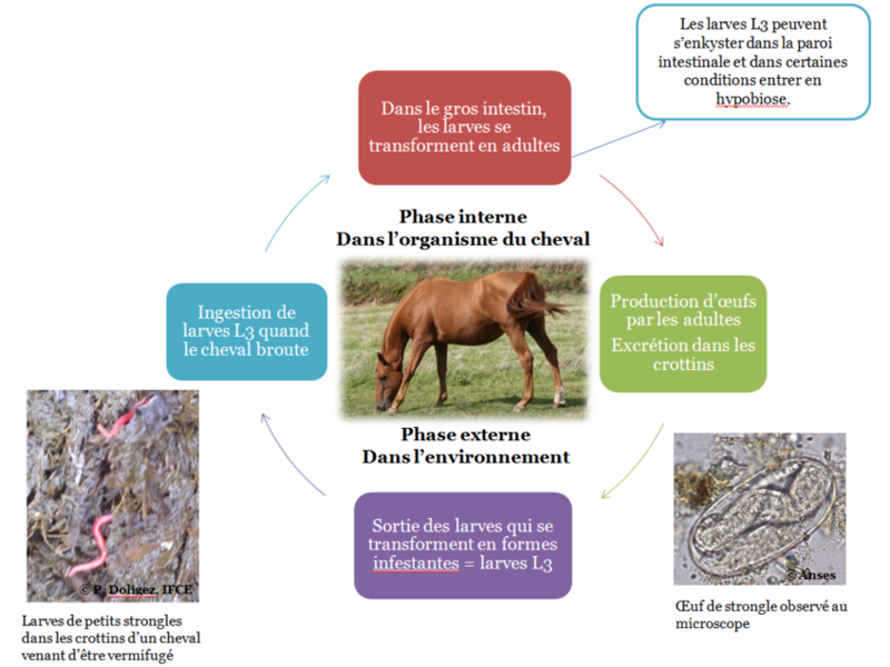 Gérer les parasites avant le vermifuge de votre cheval