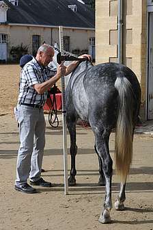 gène LCORL taille au garrot