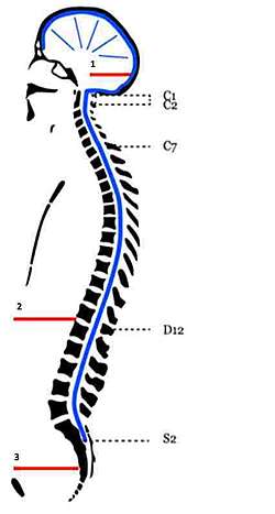 Trois structures sensibles du cavalier 1- diaphragme "crânien" 2- diaphragme thoracique et 3- plancher pelvien