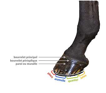 Comment est composée l'anatomie du pied du cheval externe ?