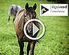 Chaine YouTube IFCE : vidéothèque du cheval en ligne