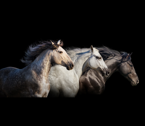 La médiathèque du cheval