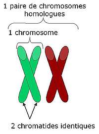paire de chromosomes homologues