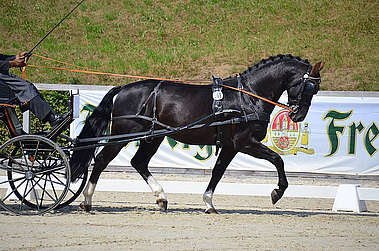 cheval lors d'une compétition d'attelage © N. Genoux