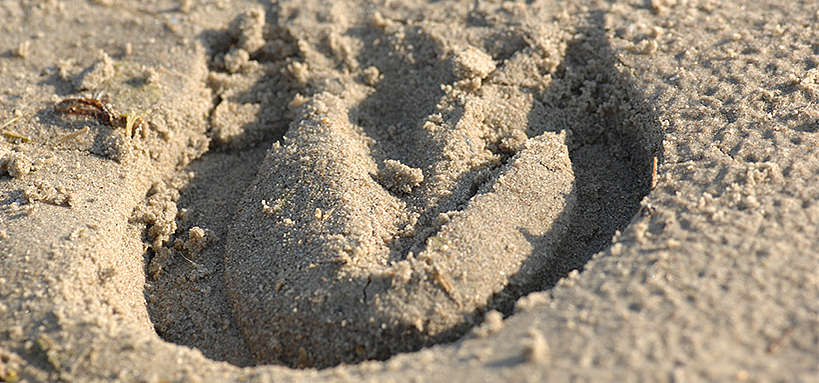Traces de sabot dans le sable d'une plage de la Baie de Somme