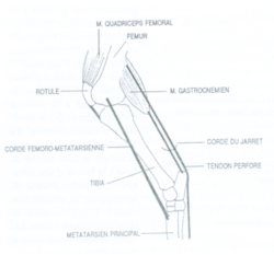 deux cordes fibreuses : l’une passe devant le membre postérieur : la corde fémoro-métatarsienne, et l’autre derrière :  la corde du jarret - Schémas de Jean-Marie Denoix,