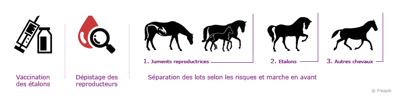 L'artérite virale équine