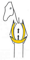 muscles sub-claviers, dentelés et pectoraux qui suspendent le thorax entre les deux membres antérieurs, le cheval n’ayant pas de clavicule. - Schéma de Jean-Marie Denoix
