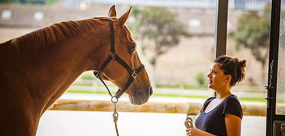 Cheval qui regarde attentivement une femme
