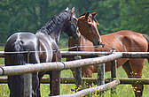 reconnaissance des expressions faciales entre chevaux