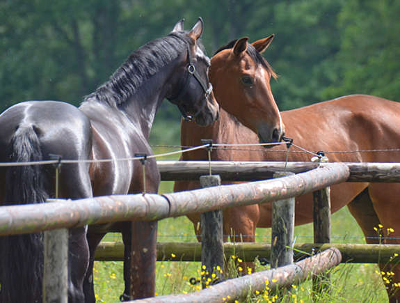 reconnaissance des expressions faciales entre chevaux