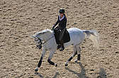 Cheval sur un cercle au galop