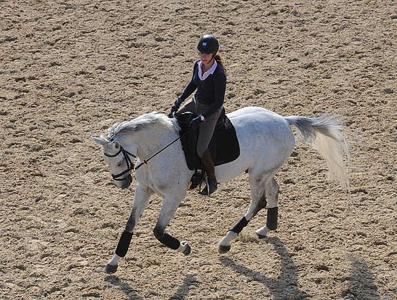 Cheval sur un cercle au galop