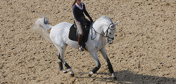 Départ au galop par prise d’équilibre