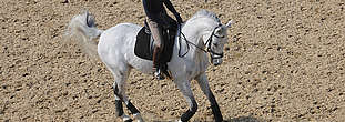 Départ au galop par prise d’équilibre